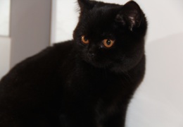 british cats kiki cattery natasa vrecko crna britanka